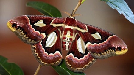 BUTTERFLY - STEM, WINGS, COLORS, LEAVES