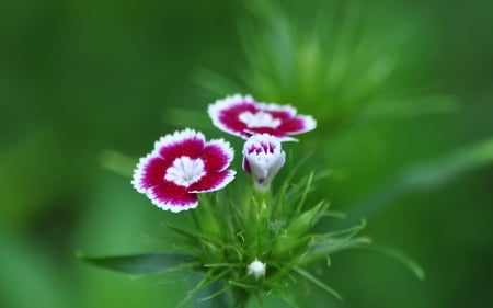 FLOWERS - leaves, petals, nature, colors