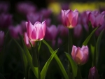 TULIPS