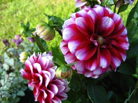 DAHLIAS - leaves, petals, nature, colors