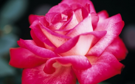 ROSE - flower, petals, pink, nature