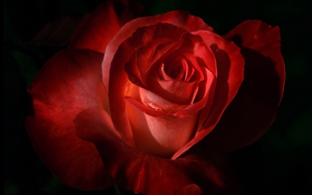 ROSE - red, flower, petals, nature