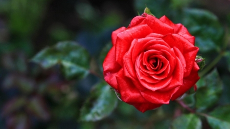 ROSE - red, leaves, petals, green