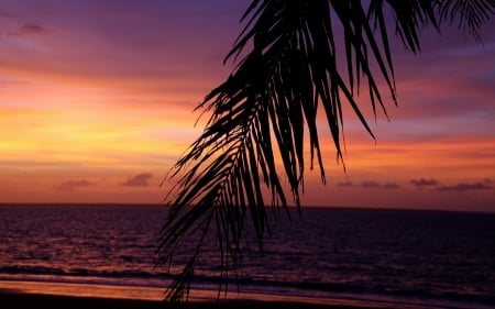 Landscape Sea - palm tree, landscape, sea, ocean, skies