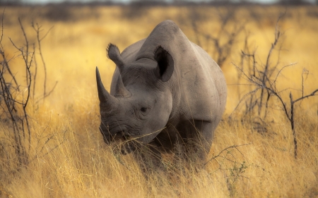 rhino - rhino, field, animal, grass