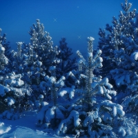 snowy fir trees