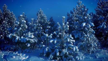 snowy fir trees - snow, fir, winter, tree