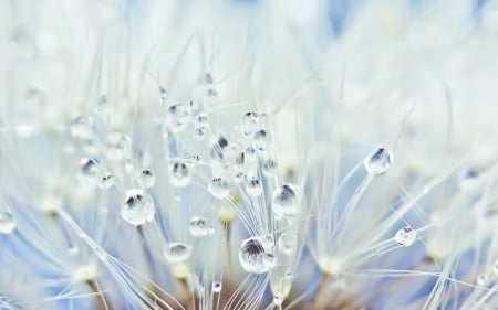 Dandelion - white, dandelion, drops, water, texture, macro, blue