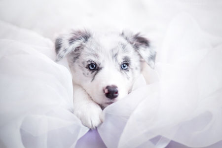 Puppy - ciri, puppy, eyes, white, caine, australian shepherd, dog, blue, cute