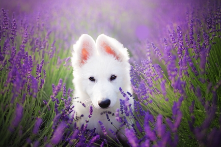 Puppy - ira, flower, purple, cute, caine, puppy, german shepherd, white, lavender, dog