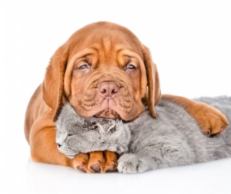 Tired - couple, puppy, funny, pisica, kitten, white, caine, sleep, grey, tired, dog, animal