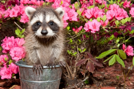 Cute raccoon in garden - flowers, animal, garden, cute, adorable, raccoon, sweet