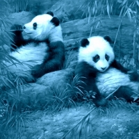 Cute Pandas