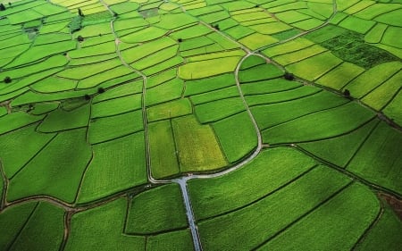 field - fun, field, nature, cool