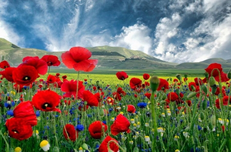 Flowers - sky, blossoms, clouds, field, poppies