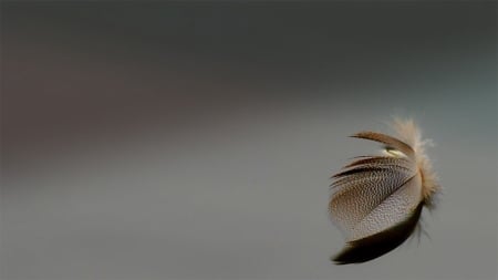 Feathers - gentleness, beauty, feathers, background