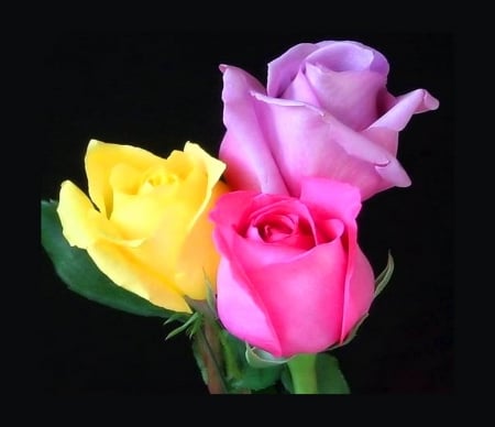 Trio - flowers, roses, black, yellow, purple, pink