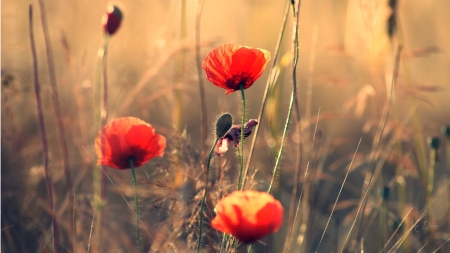 Wild Poppies - wild flowers, summer, flowers, field, poppies, grass