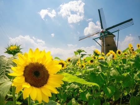 Sunflower /Windmill - clouds, sunflower, nature, windmill