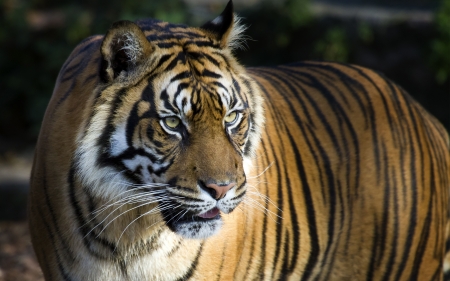 Bengal Tiger - 2016, nature, Tiger, Bendal, animals