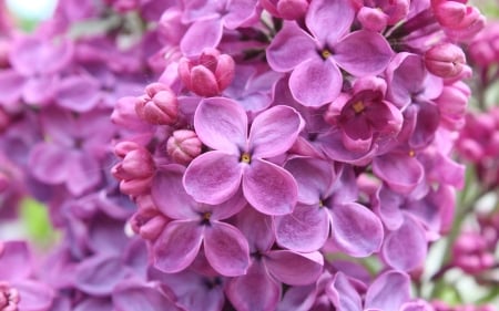 Purple Flowers - nature, purple, flowers, 2016