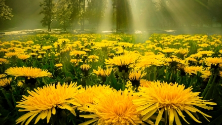 Dandelions meadow - nature, field, flowers, trees