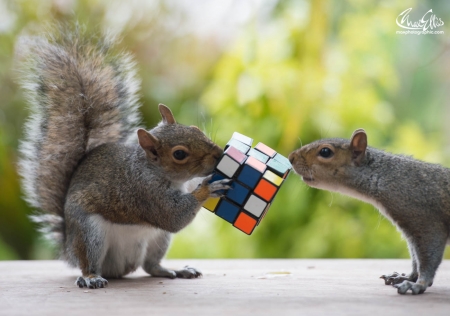 Puzzle experts - max ellis, veverita, animal, puzzle, funny, green, cute, couple, squirrel