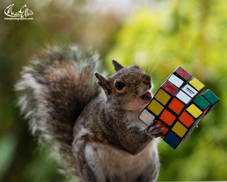 Puzzle expert - max ellis, animal, funny, squirrel, cute, veverita, puzzle