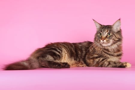 Cat - cat, maine coon, pink, animal, pisica