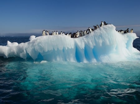 Penguins - ice, ocean, penguins, scenic, beautiful