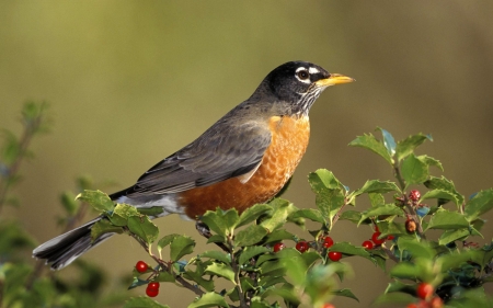 robin - bird, robin, branch, leaf