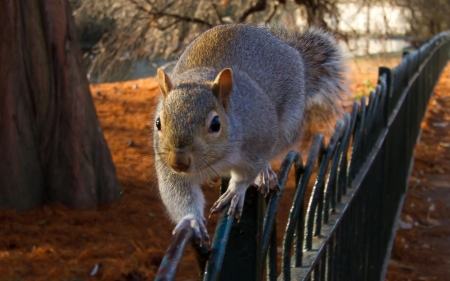 balance - tree, park, squirrel, fence