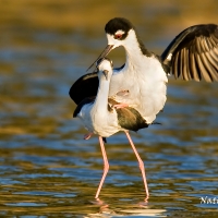 black necked stilt