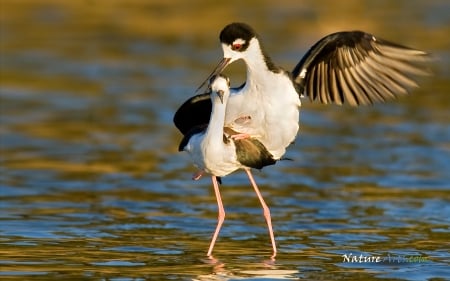 black necked stilt - bird, black, stilt, necked