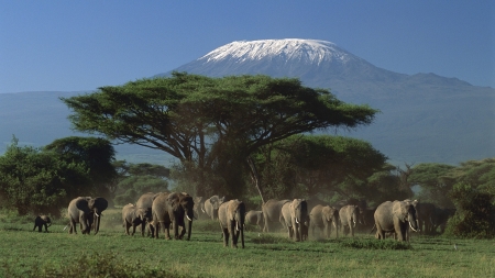 kilimanjaro - kilimanjaro, grass, elephant, tree