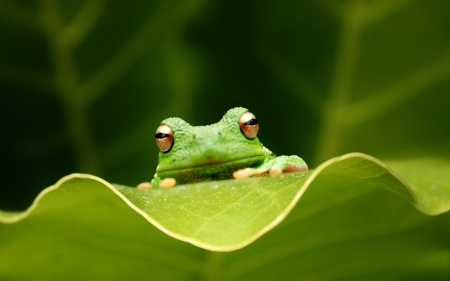 peekaboo - face, animal, leaf, frog