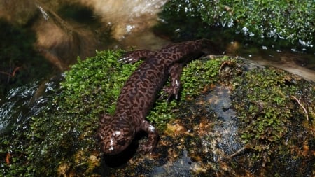 salamander - moss, rock, animal, salamader