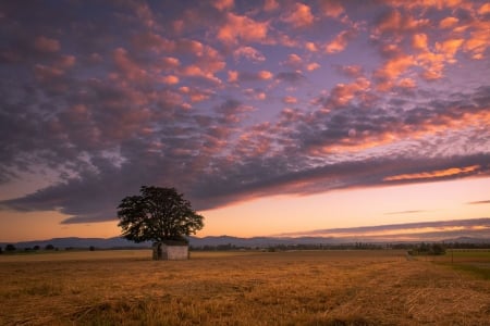 Pump House Oak - clouds, sunset, cabin, landscape, tree, sky