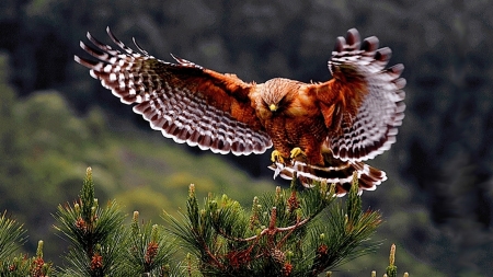 Hawk - wings, raptor, nature, flying