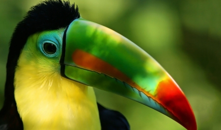 Colourful Toucan Bird - animal, green, bird, red