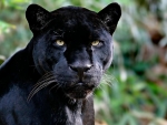 Black Jaguar