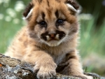 Cute Leopard Cub