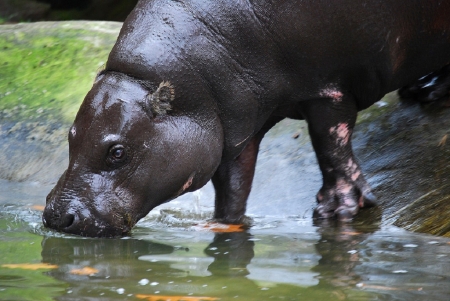 BABY HIPPO - CUTE, IMAGE, HIPPO, BABY