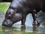 BABY HIPPO