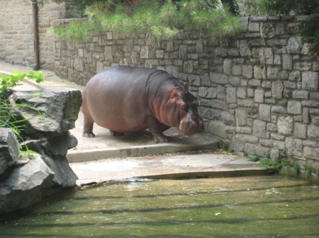 HEADING INTO THE WATER - ANIMAL, CUTE, IMAGE, HIPPO