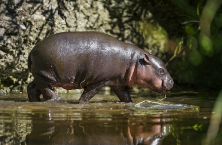 CUTE HIPPO BABY - image, cute, baby, hippo