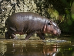 CUTE HIPPO BABY