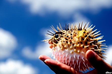 Porcupine fish - hand, thorn, water, fish