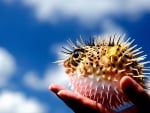 Porcupine fish