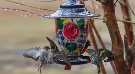 Birds Feeder - animal, animals, feeder, branch, birds